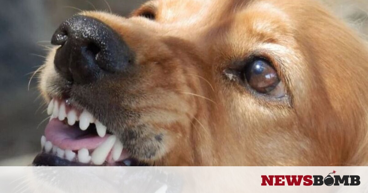 Θρίλερ στη Θεσσαλονίκη: Επίθεση σκύλου σε 4χρονο κοριτσάκι – Την δάγκωσε στο πρόσωπο – Newsbomb
