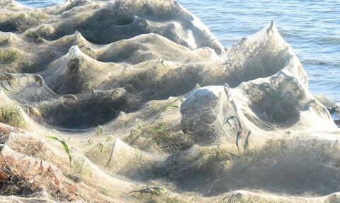 Εντυπωσιακό φαινόμενο: Τεράστιο «πέπλο» από ιστούς αράχνης κάλυψε το Αιτωλικό (pics)