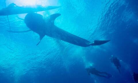 Καρχαρίας βρέθηκε να κολυμπάει κοντά σε ελληνικά νερά