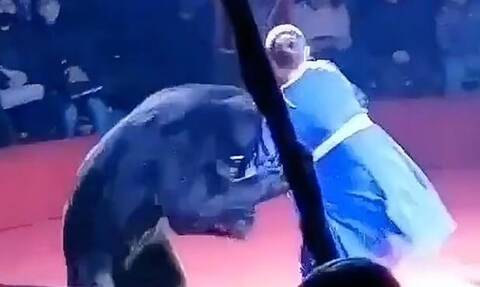Αρκούδα επιτέθηκε σε έγκυο θηριοδαμαστή σε τσίρκο στη Ρωσία μπροστά σε παιδιά (vid)