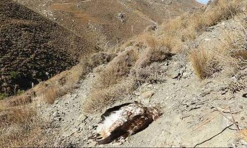 Νέο περιβαλλοντικό έγκλημα στην Κρήτη: Χρυσαετός νεκρός από πυροβολισμό