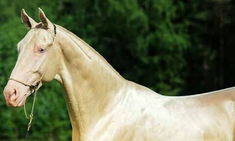 Καβάλα: Άλογο βγήκε βόλτα στα διόδια της Μουσθένης