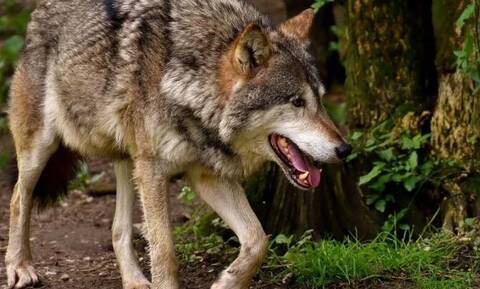 Έβρος: Λύκοι κατασπάραξαν σκυλιά - Ανάστατοι οι κάτοικοι