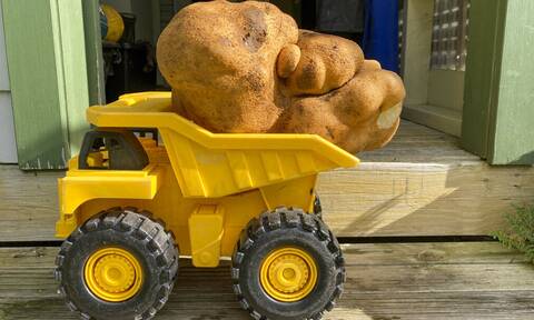 H μεγαλύτερη πατάτα καλλιεργήθηκε στη Νέα Ζηλανδία – Εντυπωσιακές φωτογραφίες