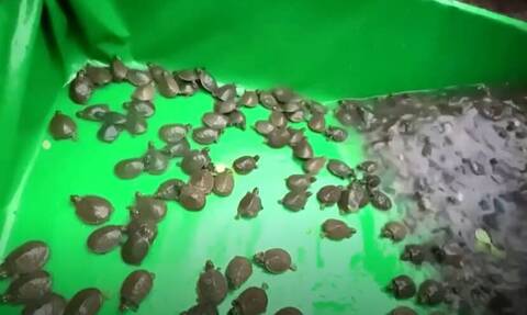 Περού: Χιλιάδες μωρά-χελωνάκια ταξιδεύουν προς την «ελευθερία» (Βίντεο)