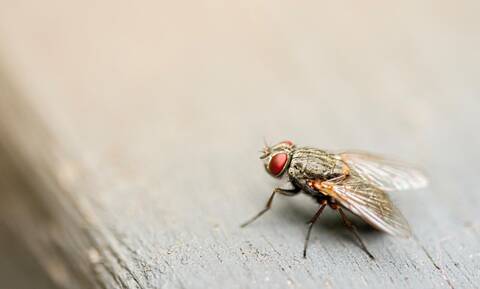 «Φαινόμενο της μύγας»: Γιατί κυκλοφορούν ακόμα και τον Νοέμβριο; Ειδική γεωπόνος εξηγεί στο Newsbomb