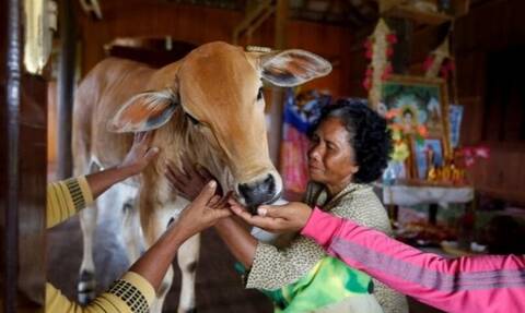 Καμπότζη: Γυναίκα παντρεύτηκε αγελάδα - Πιστεύει πως είναι η μετενσάρκωση του συζύγου της (pics)