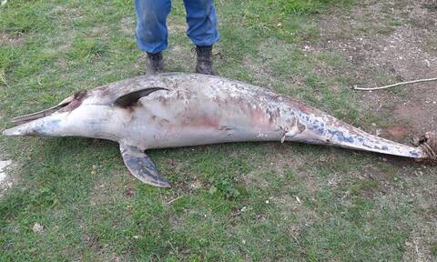 Νέα Πέραμος: Σκληρές εικόνες με νεκρό δελφίνι - Το έδεσαν από την ουρά και το άφησαν να πεθάνει
