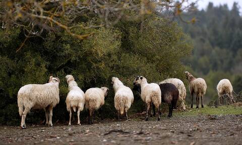 Ζωοκλέφτες στην Κρήτη είχαν φορτωμένα σε καρότσα κλεμμένου αγροτικού 144 πρόβατα 
