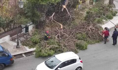 Κακοκαιρία - Μυτιλήνη: Δέντρο έπεσε δίπλα σε σχολείο - Από θαύμα γλίτωσαν τα παιδιά