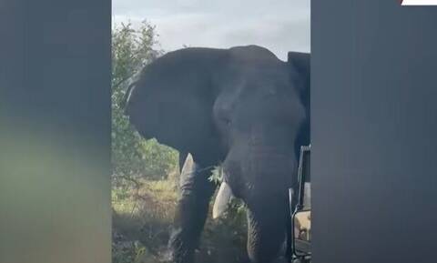 Τρόμος από ελέφαντα σε ερωτική υπερδιέγερση στη Νότια Αφρική: Διέλυσε τζιπ, κυνήγησε τους επιβάτες