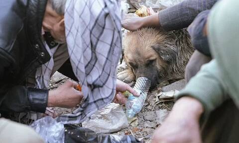 Αφγανιστάν: Άστεγοι εθίζουν σκυλιά στην ηρωίνη για να τους κρατούν ζεστούς τα βράδια