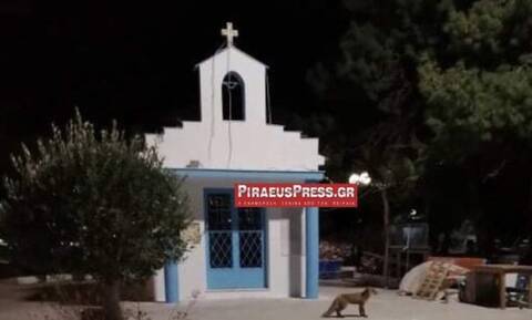 Πειραιάς: Αλεπούδες κάνουν βόλτες στο Γήπεδο της Χαραυγής στο Κερατσίνι