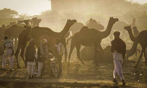 Σαουδική Αραβία: Απέκλεισαν 40 καμήλες από καλλιστεία με έπαθλο $66 εκατ. επειδή έκαναν… Botox