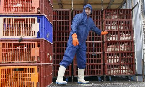 Συναγερμός στον Έβρο: Ανιχνεύτηκε ιός της γρίπης των πτηνών