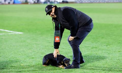 Τρομερό στιγμιότυπο σε αγώνα του Conference League - Σκύλος έκανε την ανάγκη του μέσα στο γήπεδο