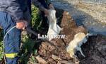 Κτηνωδία στη Φθιώτιδα: Πέταξαν σκυλίτσα σε ρέμα με χείμαρρο μαζί με τα κουτάβια της