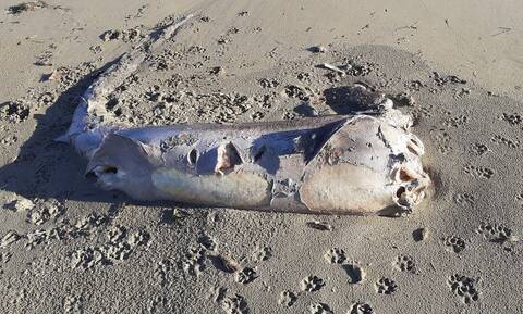 Κρήτη: Κουφάρι καρχαρία 150 κιλών ξέβρασε η θάλασσα σε παραλία των Χανίων
