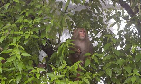 Στην Ινδία «συνέλαβαν» δύο μαϊμούδες επειδή σκότωσαν 250 κουτάβια για… εκδίκηση!