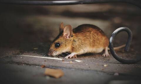 Μετάλλαξη Όμικρον: Εμφανίστηκε από τα ποντίκια; Τι δείχνει νέα επιστημονική έρευνα