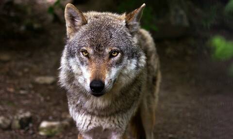 Συναγερμός στην Πάρνηθα για τον λύκο που επιτέθηκε σε οικογένεια - Κατασπάραξε το σκύλο τους