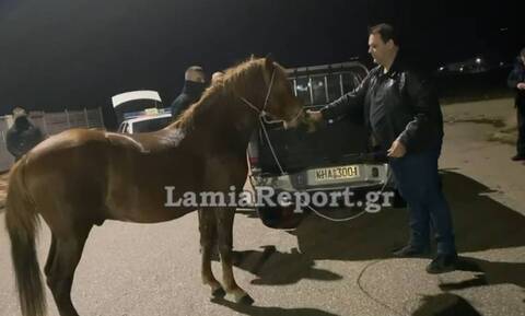 Απίστευτες εικόνες στη Λαμία: Κυνηγούσαν άλογο μέσα στην πόλη (video)