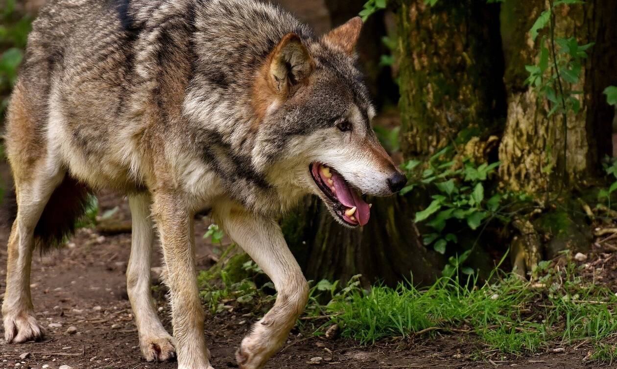 Τρόμος στην Πάρνηθα: «Δεν αποκλείεται στο μέλλον να τραυματιστούν και άνθρωποι από λύκους»