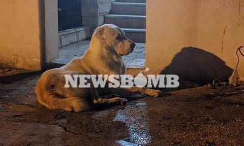 Καλλιθέα: Αστυνομικοί επί 5 ώρες προσπαθούσαν να τιθασεύσουν γιγαντιαίο σκύλο