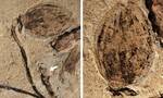 Ανακαλύφθηκε το αρχαιότερο απολιθωμένο μπουμπούκι λουλουδιού (photo)