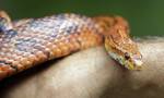 HΠΑ: Άνδρας βρέθηκε νεκρός σε σπίτι που «φιλοξενούσε» τουλάχιστον 100 φίδια