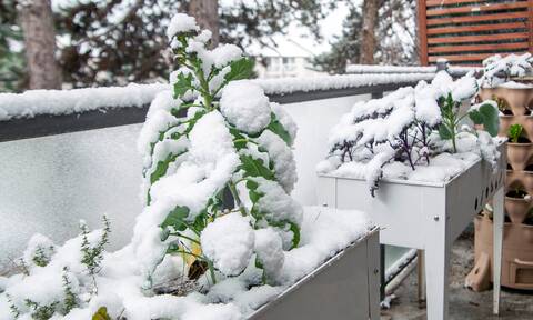 Πώς να προστατεύσετε τα φυτά στο μπαλκόνι από το χιόνι και τον παγετό