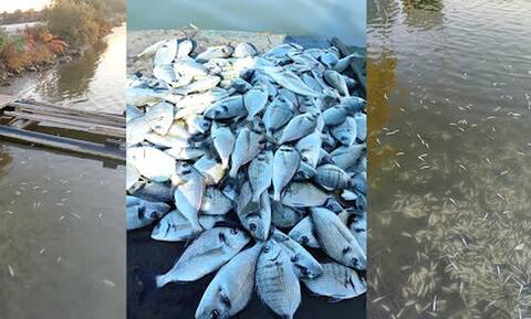 Ηγουμενίτσα: Χιλιάδες νεκρά ψαριά από το ψύχος στη λιμνοθάλασσα του Δρεπάνου