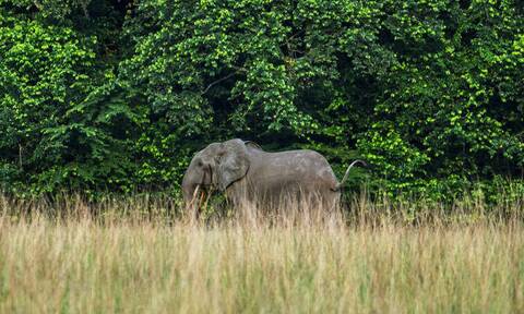 Ουγκάντα: Ελέφαντας ποδοπάτησε και σκότωσε Σαουδάραβα τουρίστα κατά τη διάρκεια ενός σαφάρι