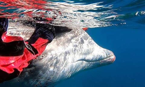 Ζίφιος: Σπάνιο είδος φαλαινοειδούς έχασε τον προσανατολισμό της και έφτασε στη Βουλιαγμένη