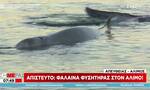 Απίστευτες εικόνες στον Άλιμο με φάλαινα που έχει εγκλωβιστεί στα ρηχά