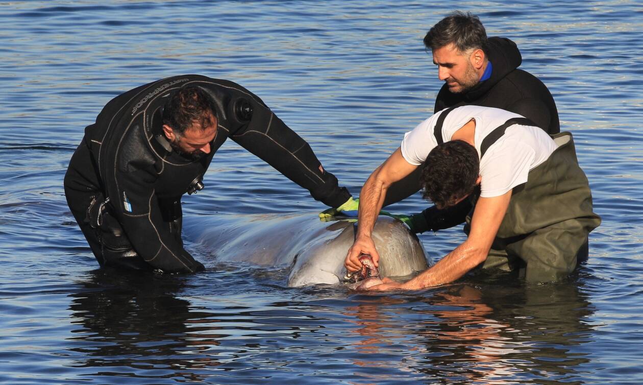 Με κάταγμα στη γνάθο η φάλαινα που βγήκε στον Αλιμο: «Δεν είναι καλά τα πράγματα» λένε οι κτηνίατροι