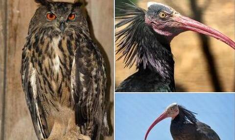 Κακοκαιρία «Ελπίδα»: Καταστροφές στο Αττικό Ζωολογικό Πάρκο – Δραπέτευσαν  σπάνια πουλιά - Newsbomb - Ειδησεις