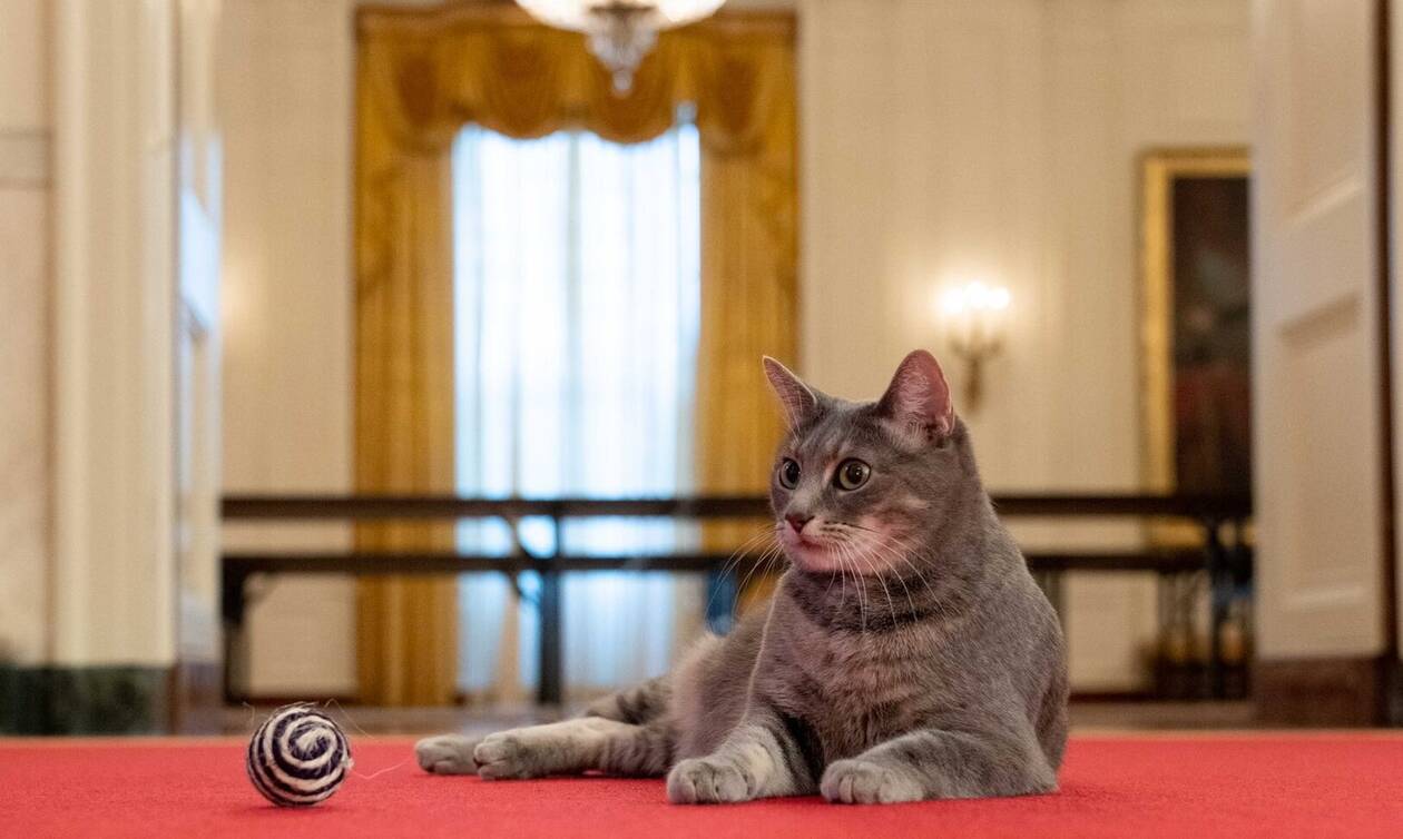 Η «Πρώτη Γάτα των ΗΠΑ» - Το ζεύγος Μπάιντεν υποδέχθηκε την Ουίλοου στον Λευκό Οίκο