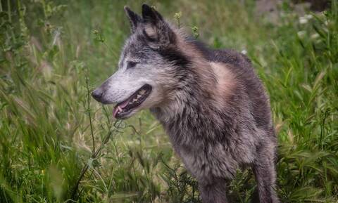 Διόνυσος: Οδηγίες από την «Καλλιστώ» - Τι πρέπει να γνωρίζετε για τους λύκους
