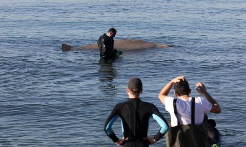 Φάλαινα ζιφιός: Η ανακοίνωση του Λιμενικού για το νεκρό «Σωτήρη»