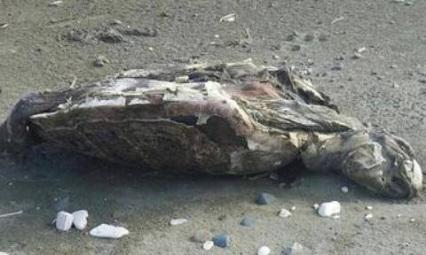 Λυπηρό θέαμα στην Κύπρο: Νεκρές χελώνες σε τουλάχιστον τρεις παραλίες (pics+vid)