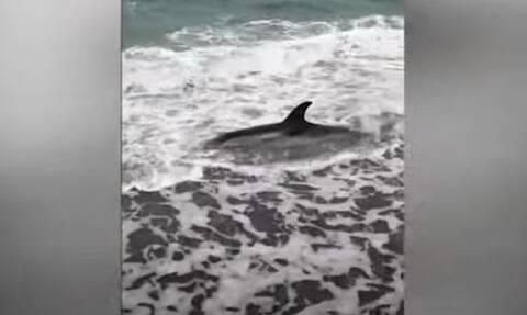 Μυτιλήνη: Νεκρό δελφίνι στην παραλία της Νυφίδας - Έφερε τραύματα (vid)