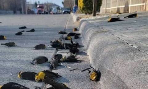 Μεξικό: Μυστήριο από τη μαζική «αυτοκτονία» δεκάδων πτηνών - (Βίντεο και εικόνες)
