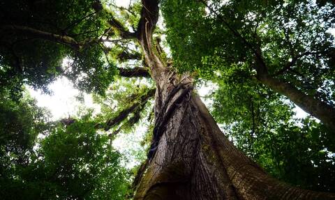 Κόστα Ρίκα: Ίδρυμα θα φυτέψει 6 εκατ. δέντρα προς τιμήν των θυμάτων της Covid-19