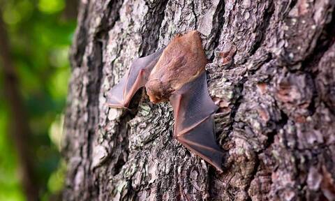 Λάος: Βρέθηκαν νυχτερίδες με κορονοϊούς παρόμοιους με τον SARS ικανές να μολύνουν ανθρώπους
