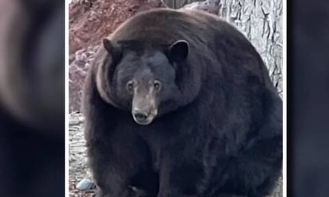 Καλιφόρνια: Γιγαντιαία μαύρη αρκούδα μπαινοβγαίνει σε σπίτια και τρομοκρατεί τον πληθυσμό