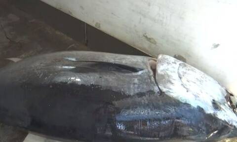 Ιόνιο Πέλαγος: Έπιασαν τόνο 390 κιλών και μήκους 3 μέτρων