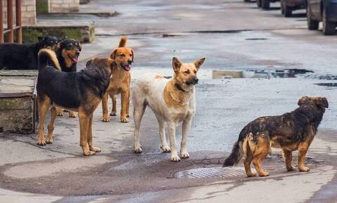 Μέγα-πρόγραμμα στειρώσεων για τα αδέσποτα ζώα συντροφιάς ανακοίνωσε το Υπουργείο Εσωτερικών