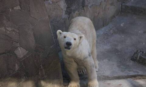 Πόλεμος στην Ουκρανία: Άγρια ζώα πεθαίνουν στους ζωολογικούς κήπους - Εκκλήσεις για βοήθεια