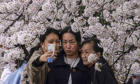 Ιαπωνία: To αγαπημένο έθιμο με τις ανθισμένες κερασιές «επέστρεψε»